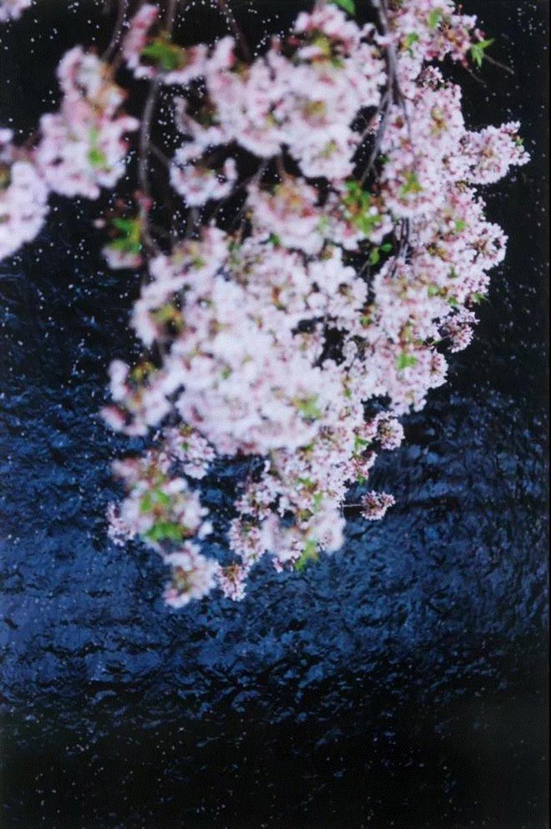 摄影丨硬核拍花！他们镜头下的花让人惊叹,硬核,花朵,摄影师,相机,阿尔贝托,克莱纳,鲜花,姿态,Panizza,Kleiner