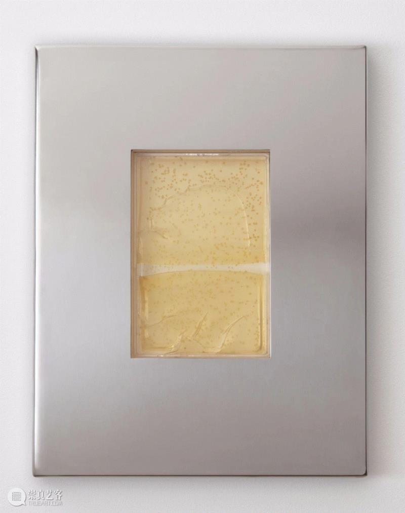 ▲ 克隆DNA?画像26.01.01（第?视?），2001，材料：不锈钢、果冻聚碳酸酯、克
