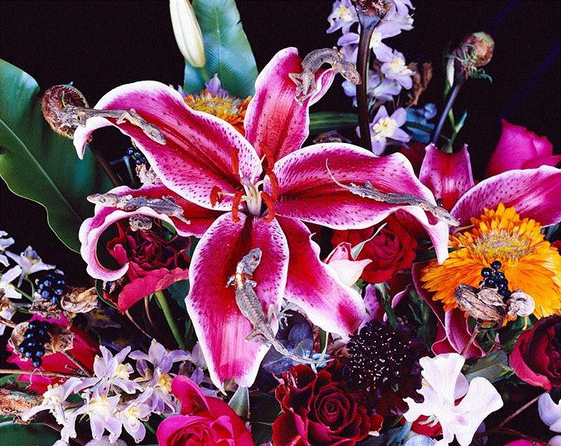 荒木经惟·花幽 Coming Soon丨AMNUA 展讯,展讯,荒木经惟,花幽,Soon丨AMNUA,AMNUA,本尾,阳子,电通,陈瑞,李弋迪