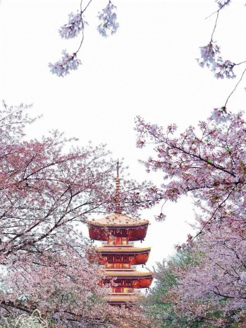 武汉樱花,游春，中國。,游春,樱花,春色,田园,油菜,霞浦,花开成海,安徽,攀枝花,土地上