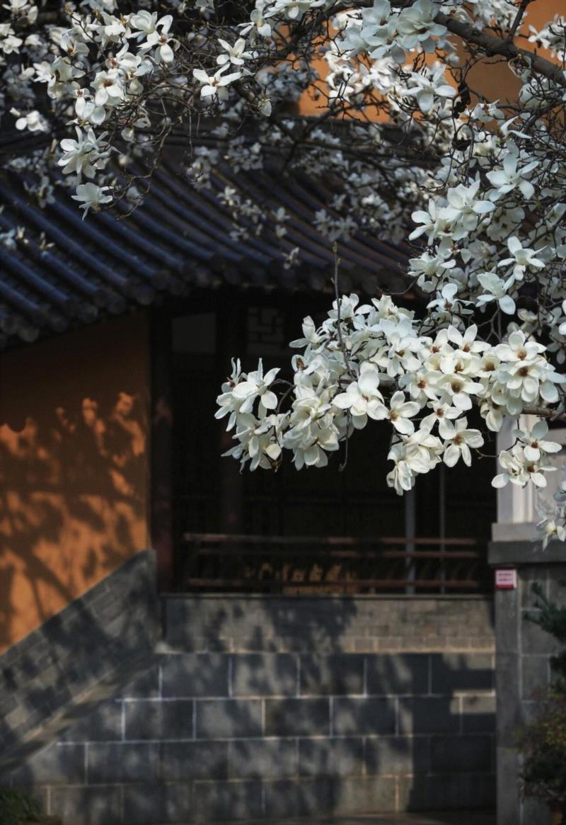 图一 | 灵谷寺玉兰花,游春，中國。,游春,樱花,春色,田园,油菜,霞浦,花开成海,安徽,攀枝花,土地上