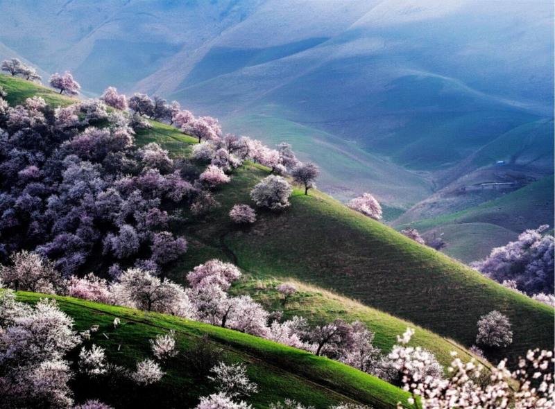 杏花沟,游春，中國。,游春,樱花,春色,田园,油菜,霞浦,花开成海,安徽,攀枝花,土地上