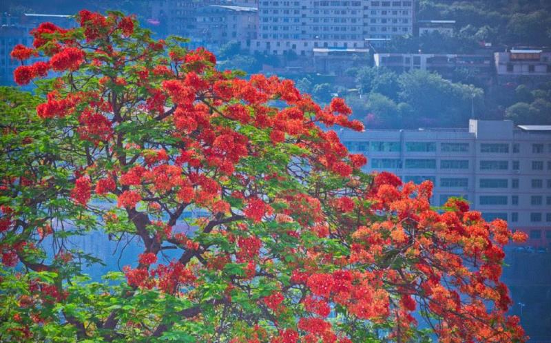 图二 | 攀枝花,游春，中國。,游春,樱花,春色,田园,油菜,霞浦,花开成海,安徽,攀枝花,土地上