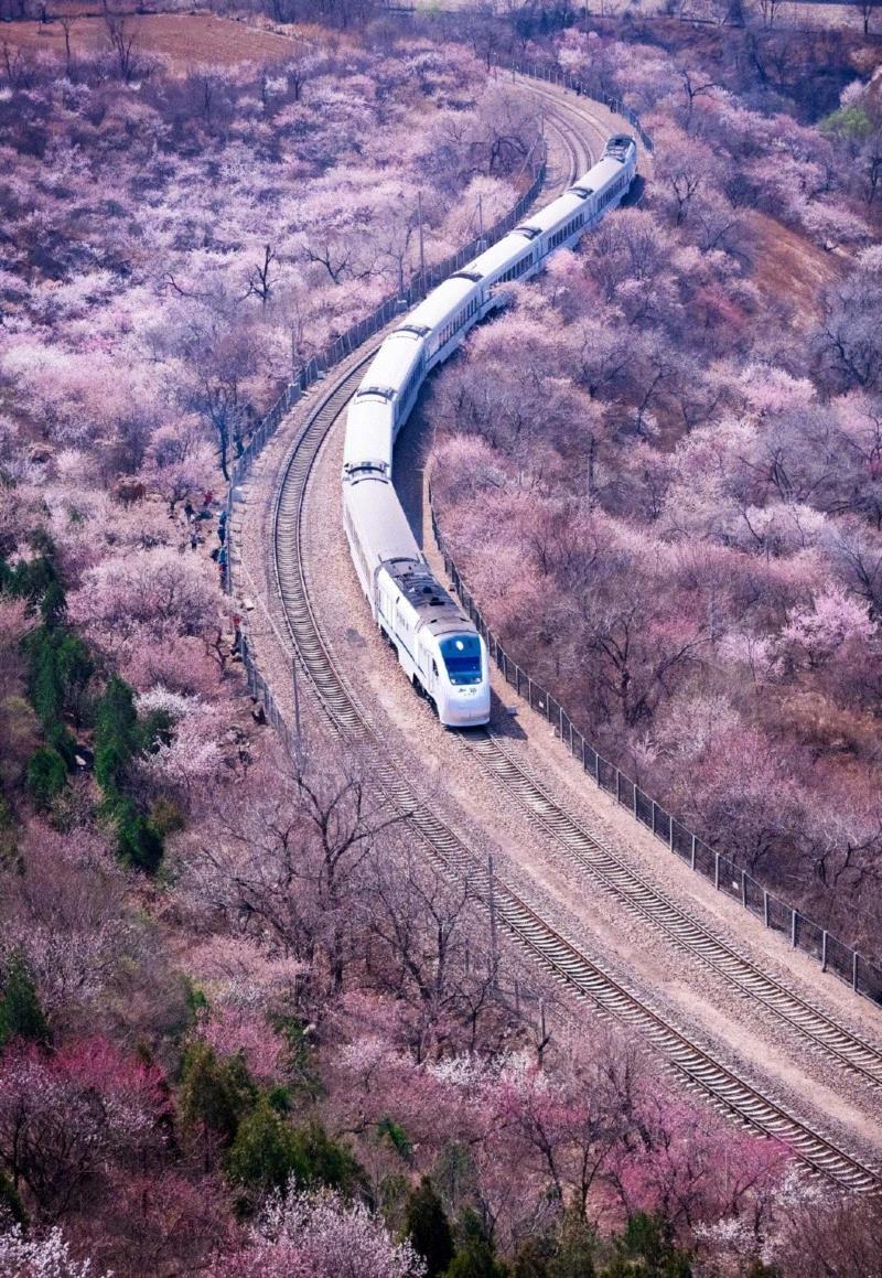 居庸关长城专列,游春，中國。,游春,樱花,春色,田园,油菜,霞浦,花开成海,安徽,攀枝花,土地上