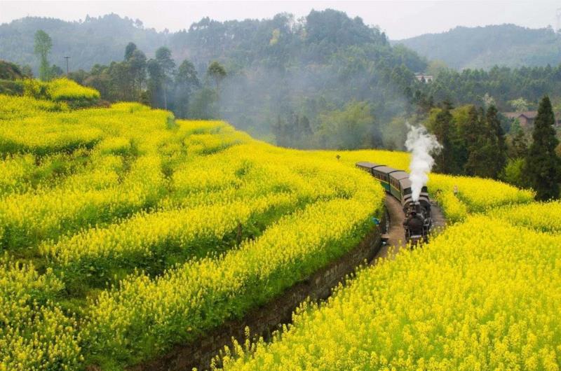 犍为穿过油菜花田的火车,游春，中國。,游春,樱花,春色,田园,油菜,霞浦,花开成海,安徽,攀枝花,土地上