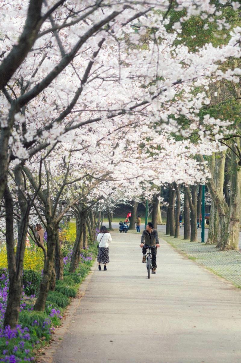 游春，中國。,游春,樱花,春色,田园,油菜,霞浦,花开成海,安徽,攀枝花,土地上