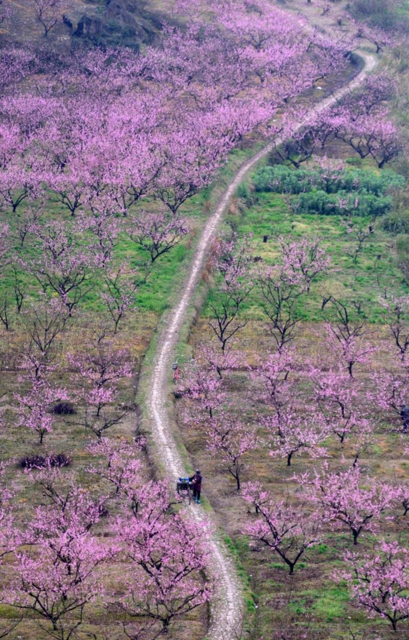 游春，中國。,游春,樱花,春色,田园,油菜,霞浦,花开成海,安徽,攀枝花,土地上