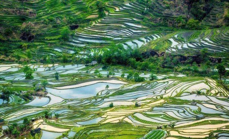 元阳梯田,游春，中國。,游春,樱花,春色,田园,油菜,霞浦,花开成海,安徽,攀枝花,土地上