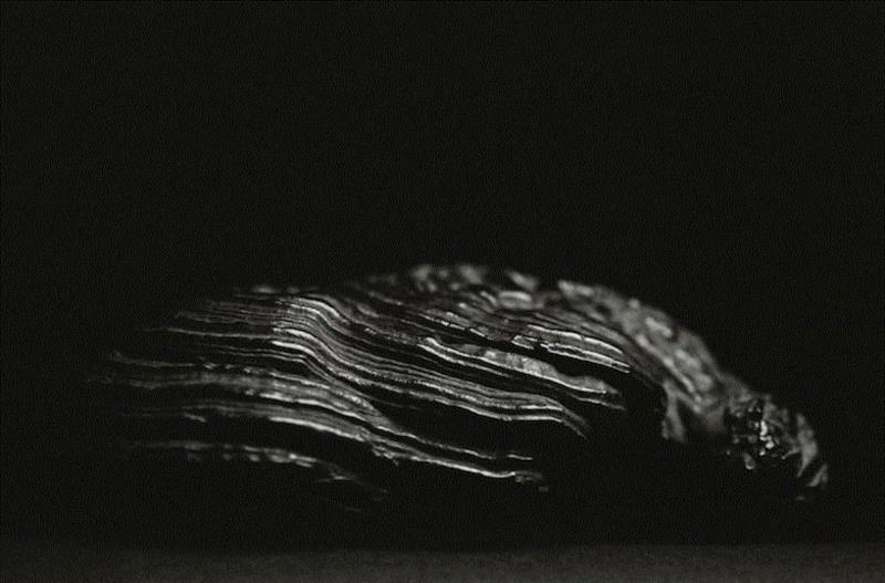 仇国仕 Nicolas Chow,明日开幕| 【我自然 With Nature】4.6-5.26