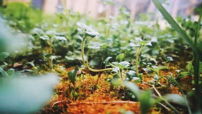 美博艺术中心 | 清明时节雨纷纷,时节,美博艺术中心,祖先,节日,节气,节令,上古,干支,历法,郊外