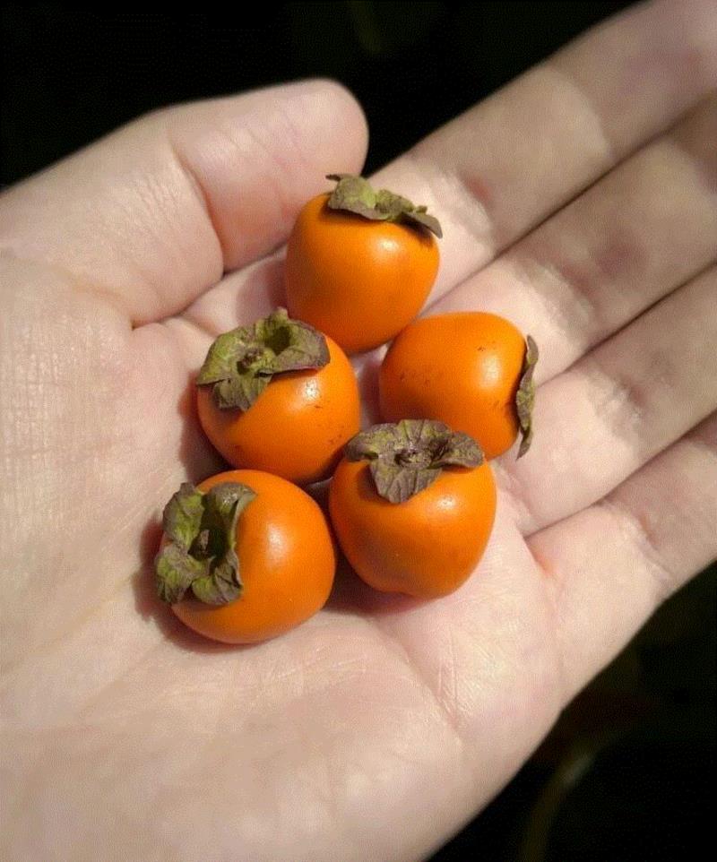 超精致的微型模型，猜猜是做什么的？