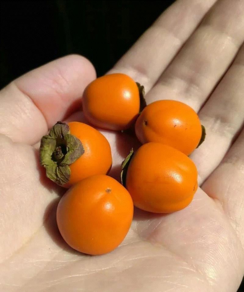 超精致的微型模型，猜猜是做什么的？