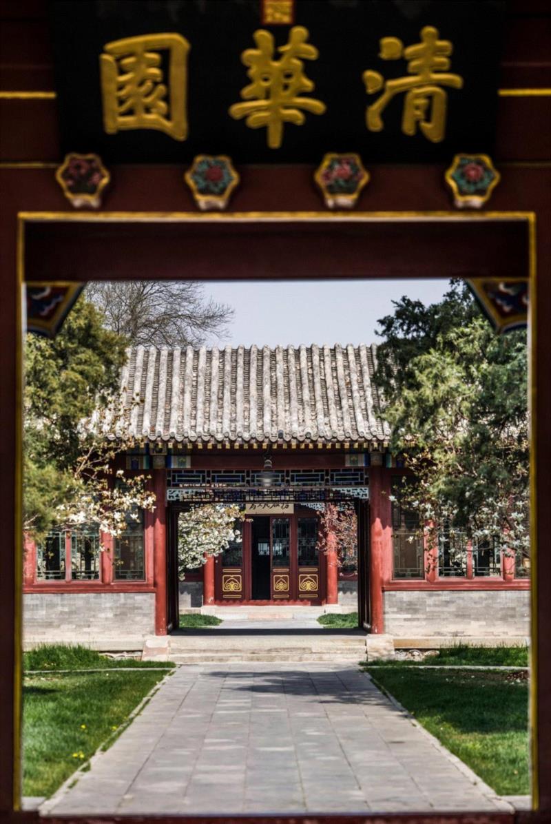 三月玉兰花绽放，