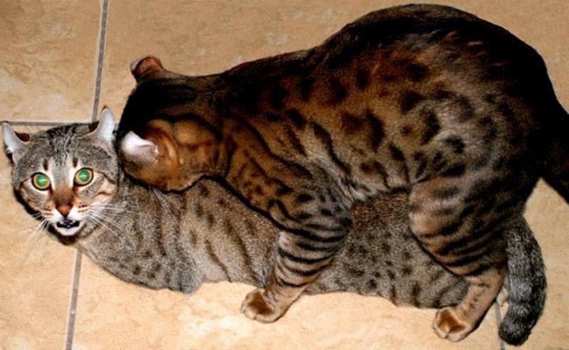 图源：Mokave Jag Cats,喵有可能是同性或双性恋吗？,双性恋,同性,同性恋,同性性行为,猫咪,同性恋者,图源,公猫,一个人,利维坦