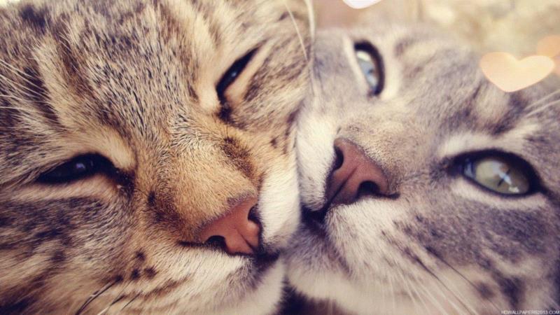 图源：Purrfect Love,喵有可能是同性或双性恋吗？,双性恋,同性,同性恋,同性性行为,猫咪,同性恋者,图源,公猫,一个人,利维坦