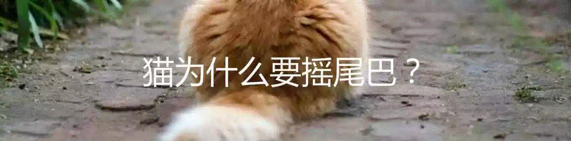 喵有可能是同性或双性恋吗？,双性恋,同性,同性恋,同性性行为,猫咪,同性恋者,图源,公猫,一个人,利维坦