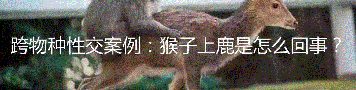 喵有可能是同性或双性恋吗？,双性恋,同性,同性恋,同性性行为,猫咪,同性恋者,图源,公猫,一个人,利维坦