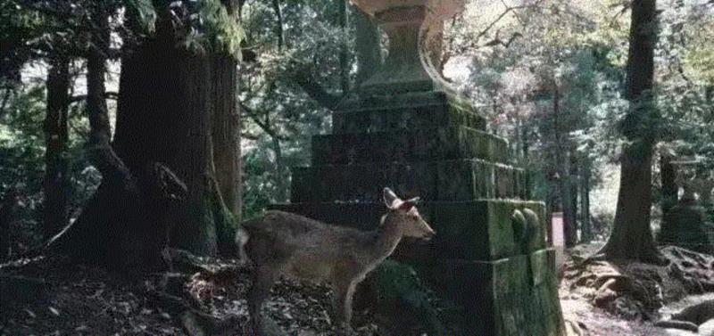 是枝裕和在奥斯卡午宴上合影lady gaga，并收获香吻一枚,是枝裕和,奥斯卡,午宴,gaga,香吻,电影,导演,小偷,奇迹,奖项