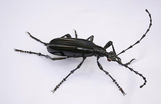 工艺丨从废旧的金属零件 到优雅的机械生命,零件,工艺,金属,机械,昆虫,上方,右上,法国,Martinet,学生们