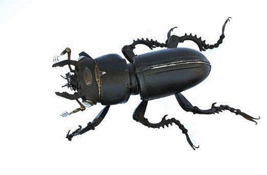 工艺丨从废旧的金属零件 到优雅的机械生命,零件,工艺,金属,机械,昆虫,上方,右上,法国,Martinet,学生们