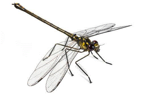 工艺丨从废旧的金属零件 到优雅的机械生命,零件,工艺,金属,机械,昆虫,上方,右上,法国,Martinet,学生们