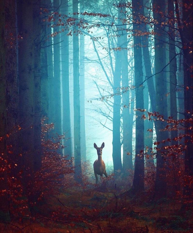 平面丨他用“上帝之手”操控宇宙，狂吸120万粉丝,平面丨他用,上帝之手,宇宙,粉丝,后期,威尼斯,摄影师,一张照片,巴黎,鲸鱼