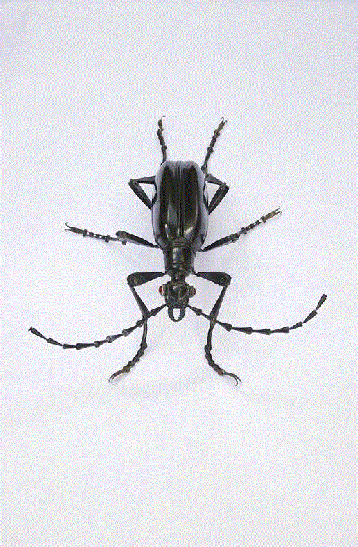 工艺丨从废旧的金属零件 到优雅的机械生命,零件,工艺,金属,机械,昆虫,上方,右上,法国,Martinet,学生们