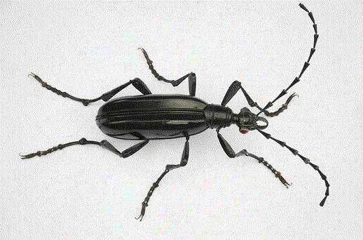 工艺丨从废旧的金属零件 到优雅的机械生命,零件,工艺,金属,机械,昆虫,上方,右上,法国,Martinet,学生们