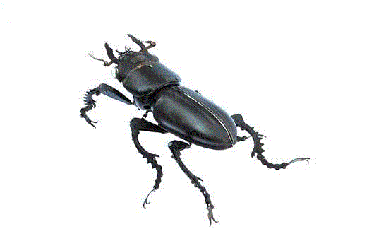 工艺丨从废旧的金属零件 到优雅的机械生命,零件,工艺,金属,机械,昆虫,上方,右上,法国,Martinet,学生们