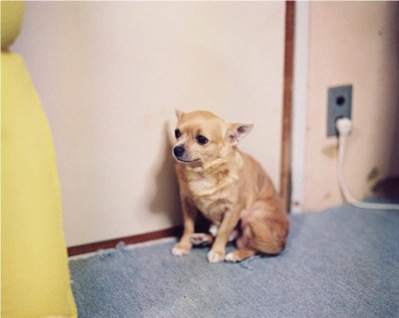 画廊 | 金川晋吾 当人们无缘无故地从社会中消失时...,金川,晋吾,父亲,Makoto,木格堂,金泽,姑姑,媒介,father,栏目