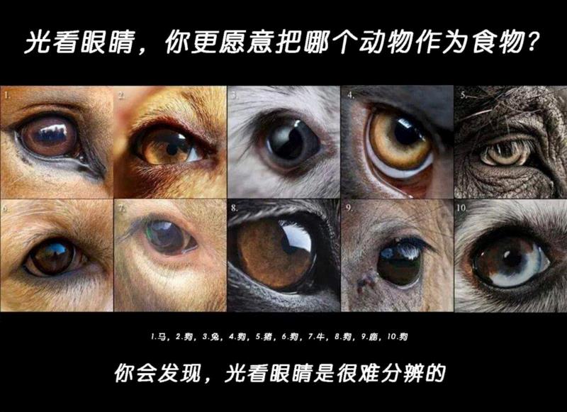 图源：The Conversation,“肉食悖论”揭示了什么？,肉食,悖论,道德,实验,图源,报酬,被试者,广告,利维坦,肉类