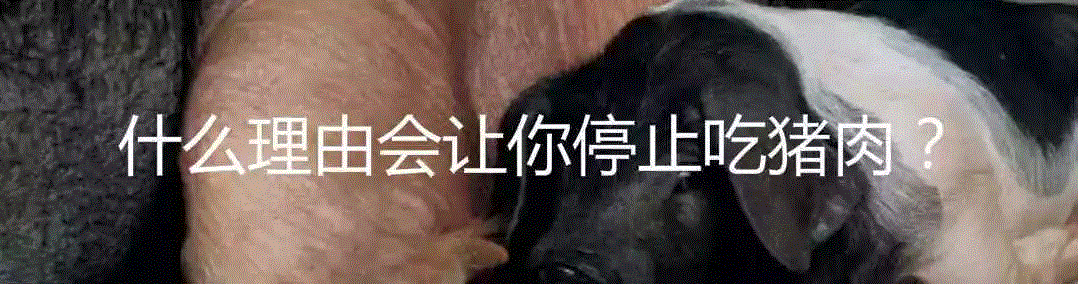 “肉食悖论”揭示了什么？,肉食,悖论,道德,实验,图源,报酬,被试者,广告,利维坦,肉类