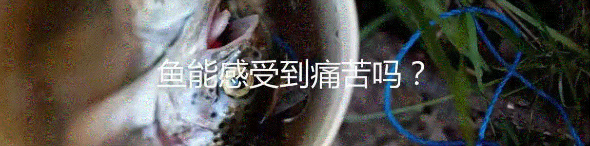 “肉食悖论”揭示了什么？,肉食,悖论,道德,实验,图源,报酬,被试者,广告,利维坦,肉类