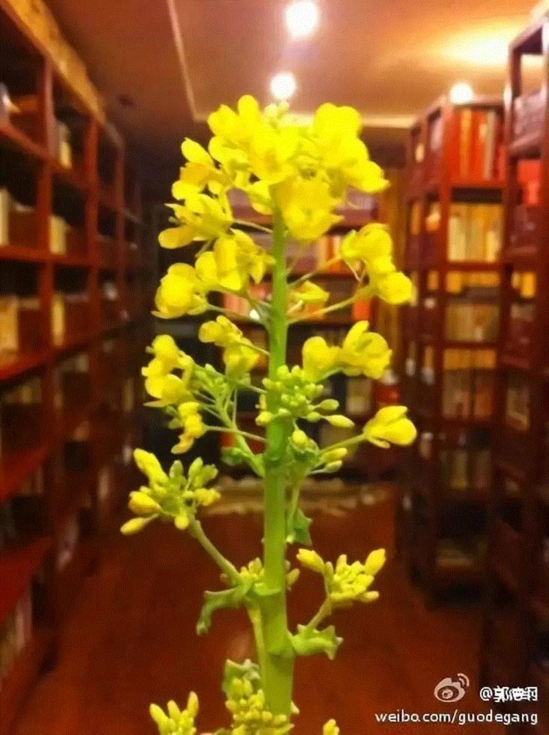 专辑 ▎“老佛爷”藏书30万，郭德纲家有图书馆：爱读书的人，有多可怕！,郭德纲,藏书,专辑,老佛爷,图书馆,董卿,郭麒麟,喻恩泰,书房,当初