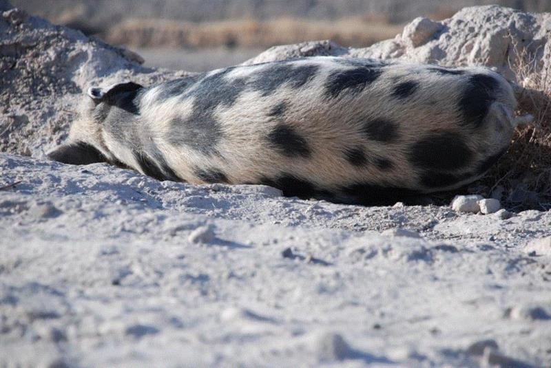 【新世纪丨展览预告】庄辉丨公元前1650年