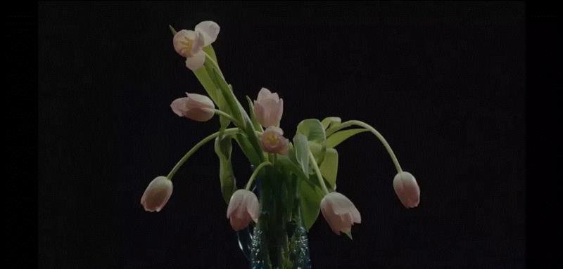 P.S. 我并不是忽略了每段短片中出现的花，只是生命赋予我不懂花语。,一部死了8442个人的电影,电影,女星,丈夫,女生,男生,豆瓣,短片,一个人,星座,啤酒