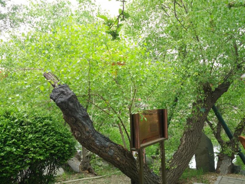 纳兰最后的吟咏对象:明开夜合花(摄于纳兰故居),纳兰容若是怎样成为一代文青男神的?,纳兰容若,男神,纳兰,侍卫,容若,康熙,明珠,康熙秘史,汉族,公子