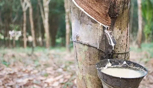 推荐:给家人一个安稳的睡眠,枕头,乳胶枕,工艺,乳胶,特拉雷,颈椎,邓禄普,透气性,枕芯,枕套