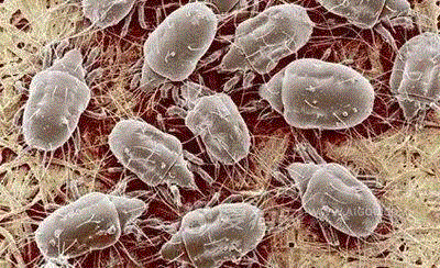 推荐:给家人一个安稳的睡眠,枕头,乳胶枕,工艺,乳胶,特拉雷,颈椎,邓禄普,透气性,枕芯,枕套