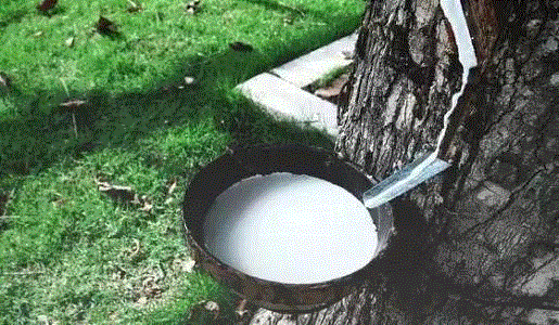 推荐:给家人一个安稳的睡眠,枕头,乳胶枕,工艺,乳胶,特拉雷,颈椎,邓禄普,透气性,枕芯,枕套