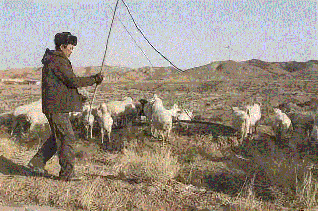 美国航天局一张照片,让全世界都跑来感谢中国:谢谢你们,拯救了世界!,一张照片,美国航天局,沙漠,毛乌素沙漠,黄沙,蚂蚁,绿色,阿拉善,背后,日本