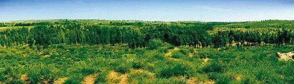 美国航天局一张照片,让全世界都跑来感谢中国:谢谢你们,拯救了世界!,一张照片,美国航天局,沙漠,毛乌素沙漠,黄沙,蚂蚁,绿色,阿拉善,背后,日本