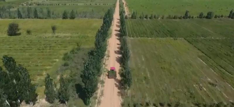 美国航天局一张照片,让全世界都跑来感谢中国:谢谢你们,拯救了世界!,一张照片,美国航天局,沙漠,毛乌素沙漠,黄沙,蚂蚁,绿色,阿拉善,背后,日本