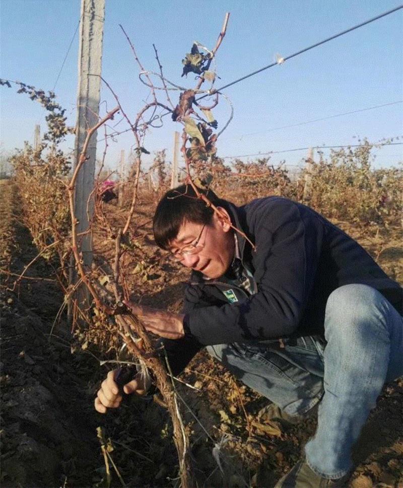 美国航天局一张照片,让全世界都跑来感谢中国:谢谢你们,拯救了世界!,一张照片,美国航天局,沙漠,毛乌素沙漠,黄沙,蚂蚁,绿色,阿拉善,背后,日本