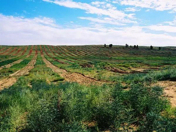 美国航天局一张照片,让全世界都跑来感谢中国:谢谢你们,拯救了世界!,一张照片,美国航天局,沙漠,毛乌素沙漠,黄沙,蚂蚁,绿色,阿拉善,背后,日本
