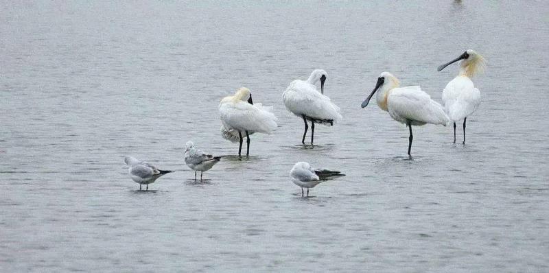 为什么说粤港澳大湾区是未来中国城市群的样板