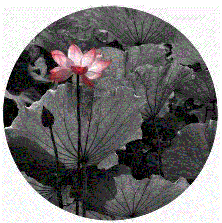 这组水墨,别有意韵!,水墨,意韵,上方,荷韵,荷花