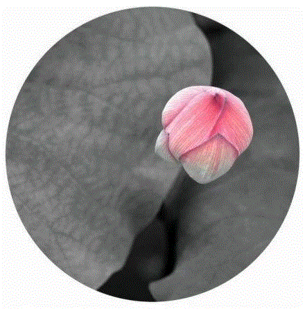 这组水墨,别有意韵!,水墨,意韵,上方,荷韵,荷花