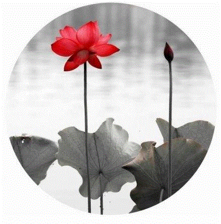 这组水墨,别有意韵!,水墨,意韵,上方,荷韵,荷花