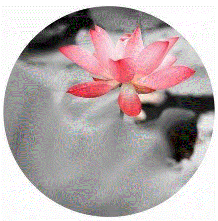 这组水墨,别有意韵!,水墨,意韵,上方,荷韵,荷花